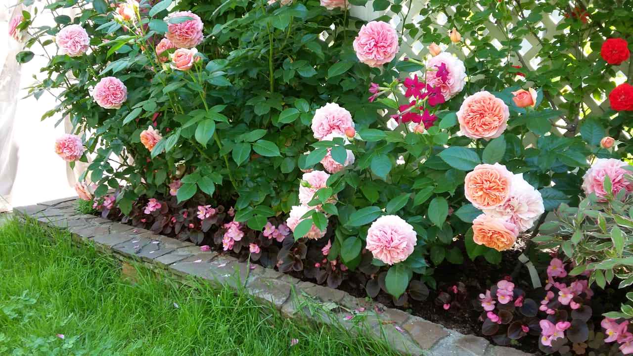 "Мечты о Провансе"