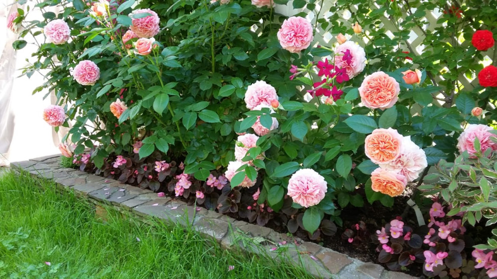 "Мечты о Провансе"