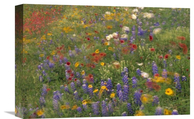 "Wildflowers Blowing In The Wind, Hill Country, Texas" Artwork, 18" x 12"