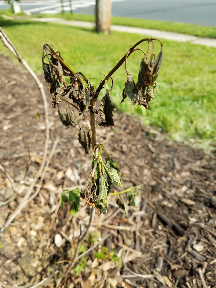 What is wrong with my Viburnum?