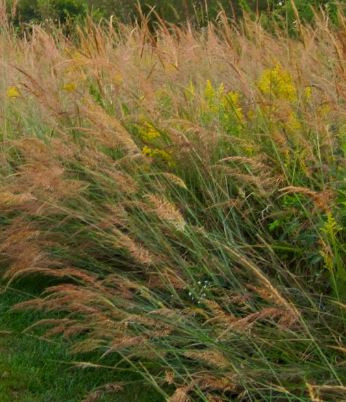 Native plants