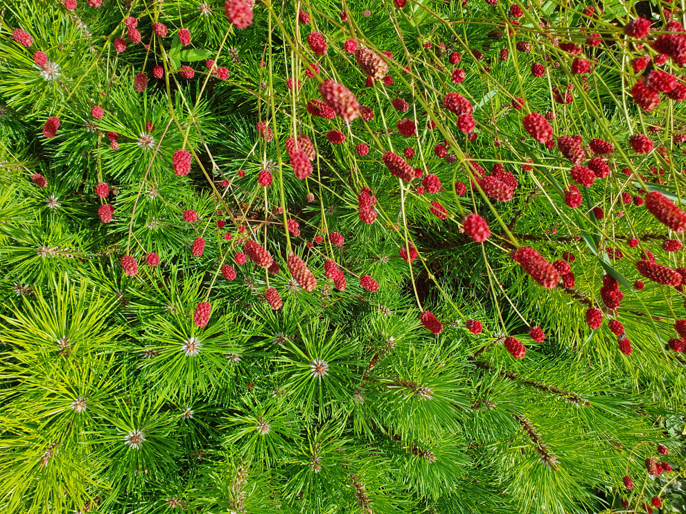 Сад с розами