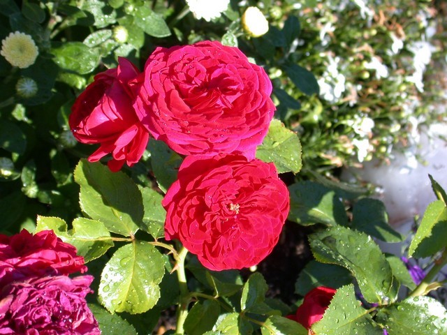 The 1812 Rose | Houzz Forum