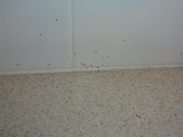 Tiny Bugs in Kitchen