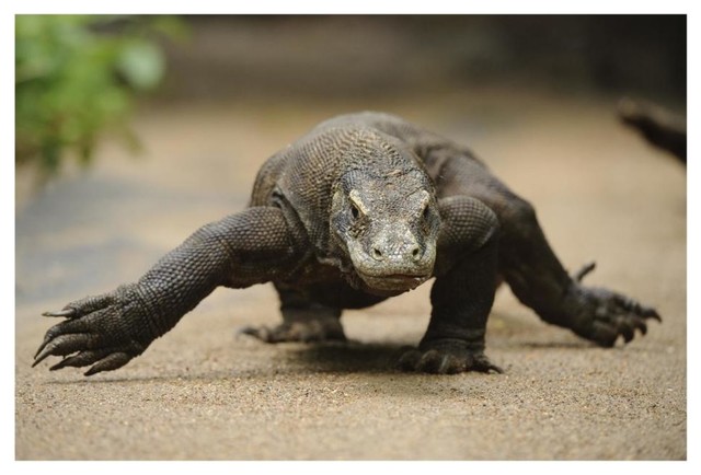 Komodo dragon information for kids picture