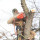 Eddie's Tree Trimming and Removal