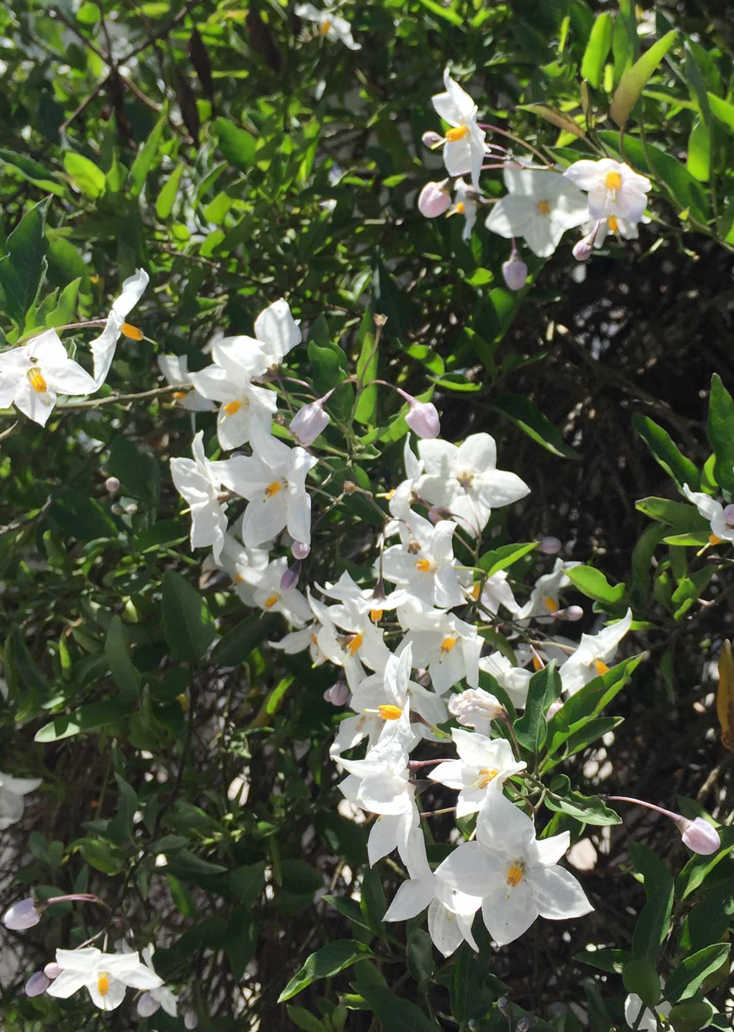 For a Bare Garden Wall or an Empty Corner, Consider Jasmine Nightshade