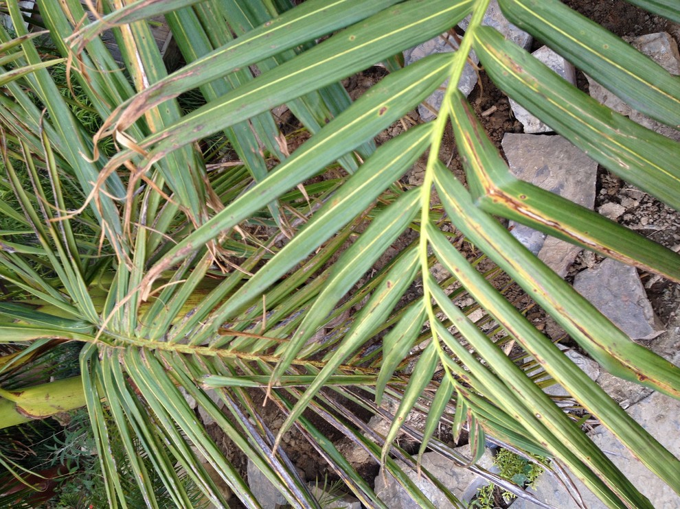King palm fronds turning brown