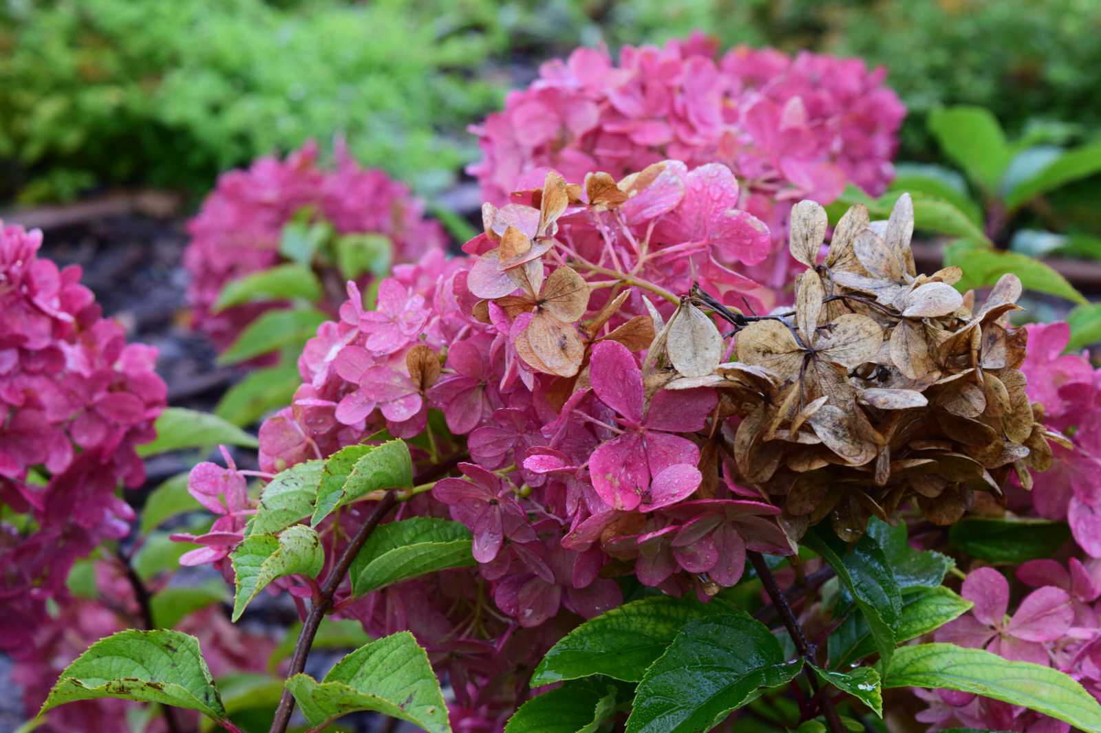 Дизайн участка с уклоном более 7 м.