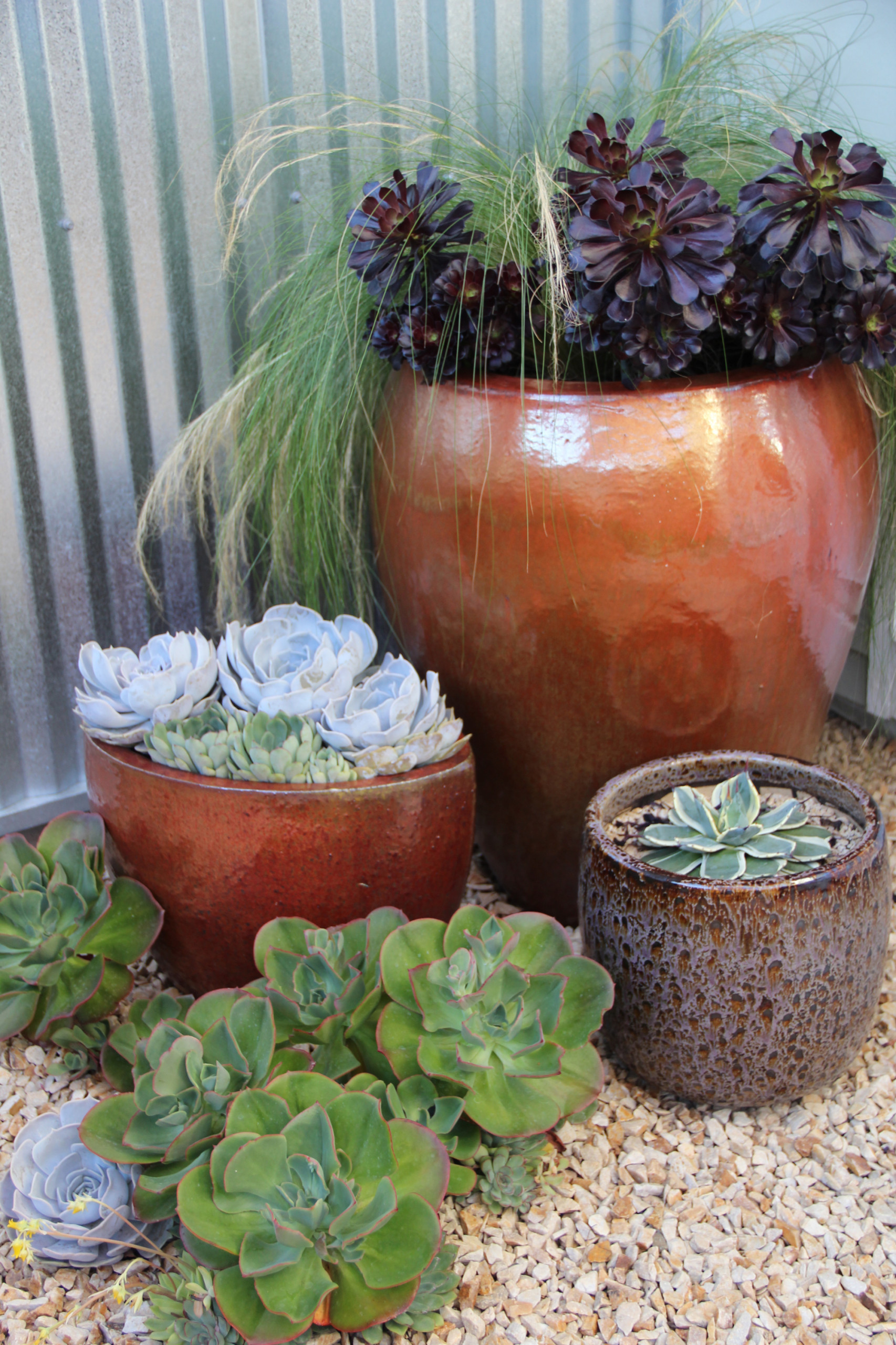 Plant These 12 Succulents for Instant Impact in Containers