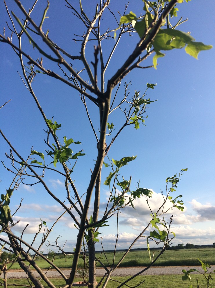 Red Oak tree losing leaves