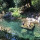 cedric_drapeau