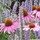 Canadian~gardener
