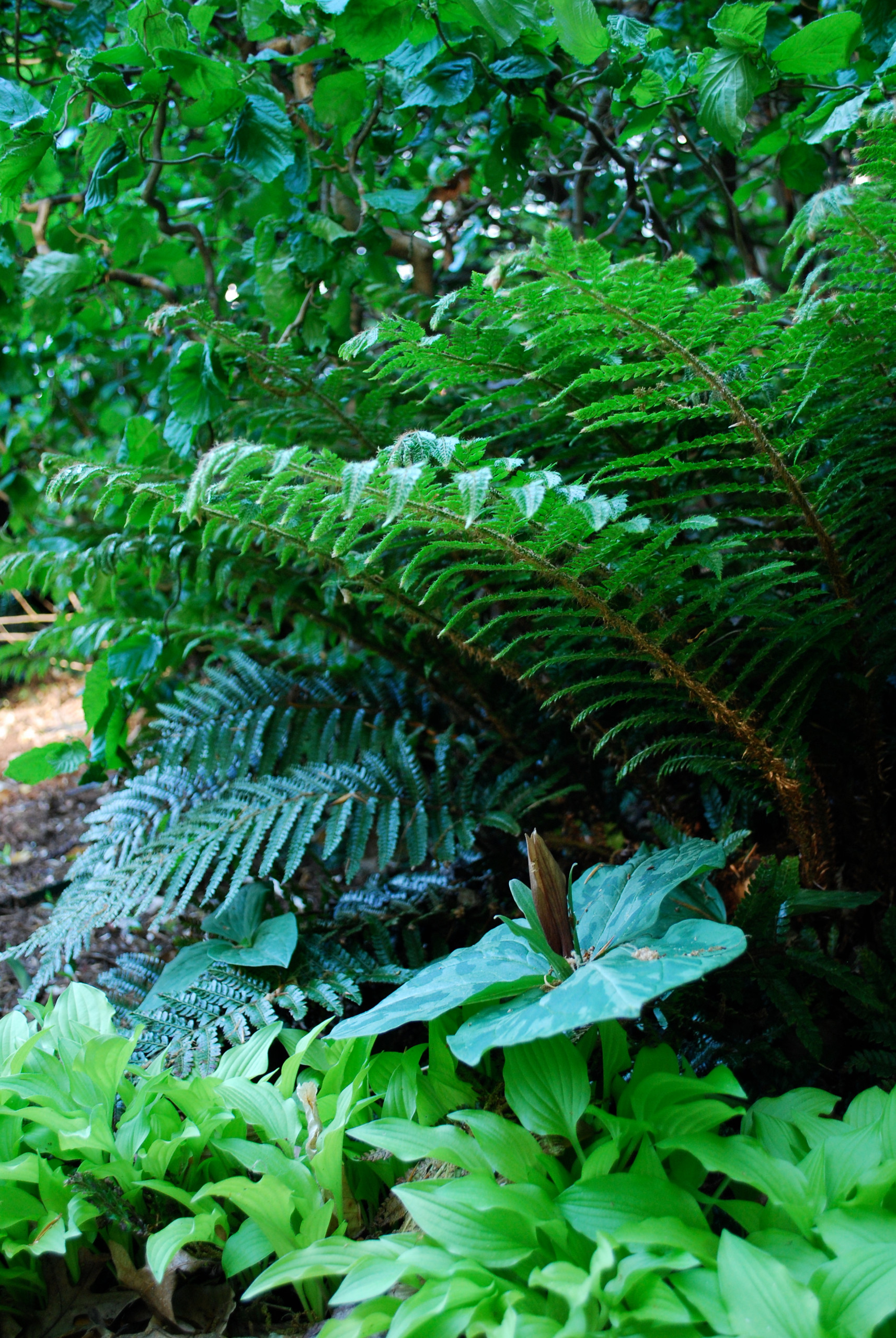 Tassel Fern.