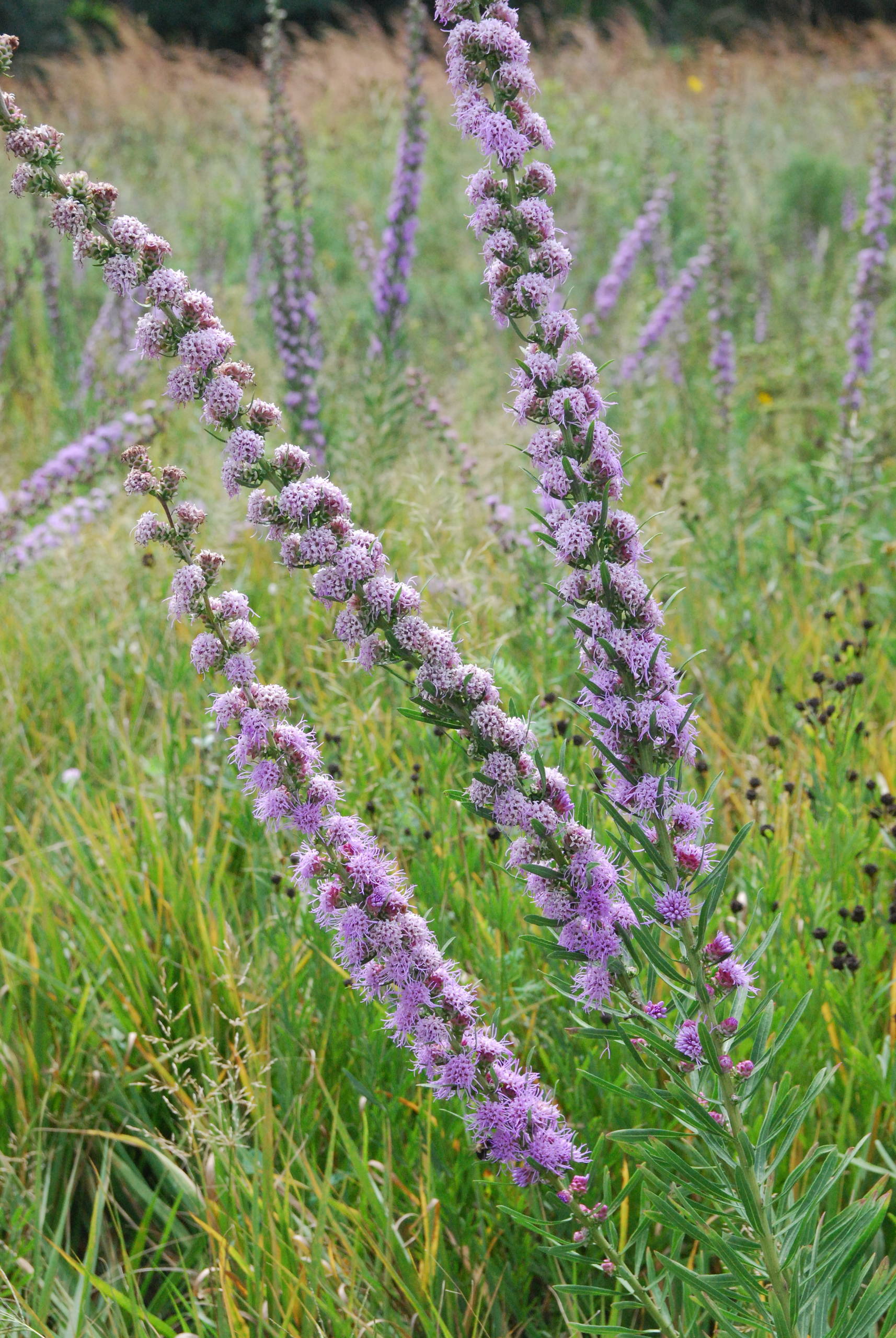 Very Tall Purple Flowers