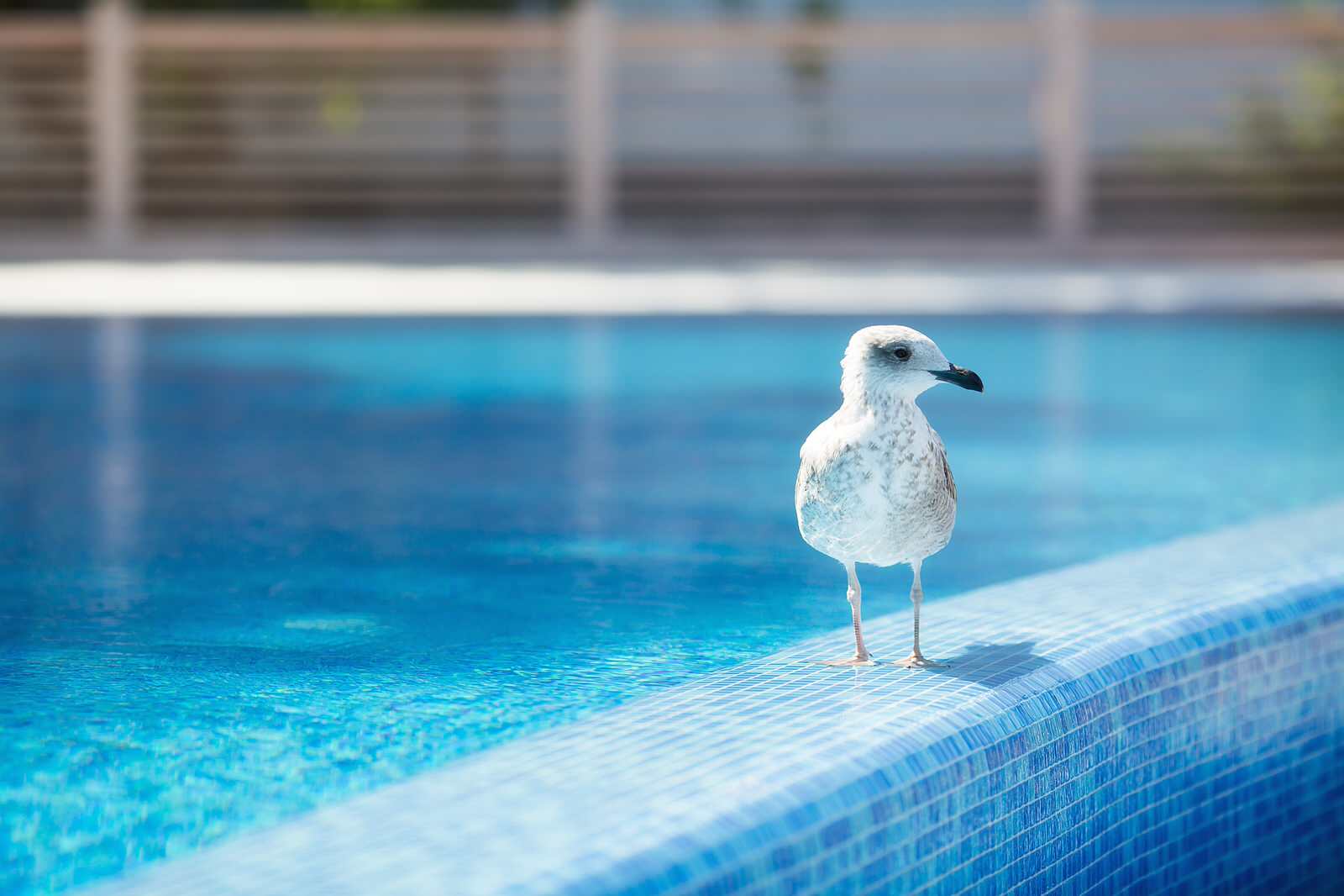 Песочная бухта