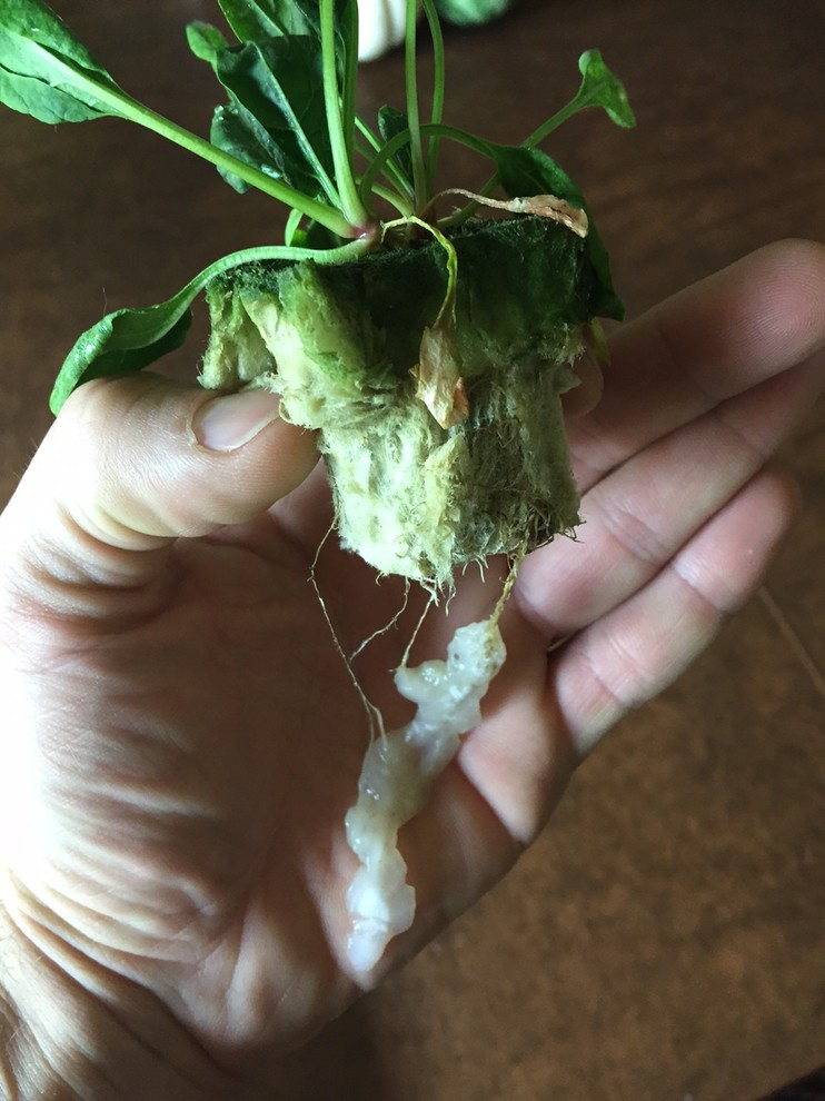 What is this white slime : r/Hydroponics