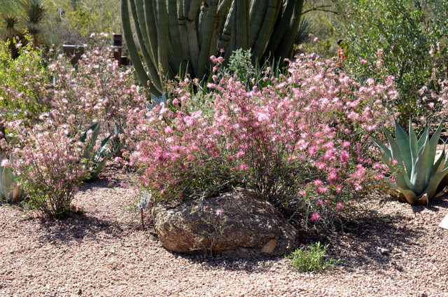 Woolly Butterfly Bush Arizona - The Design Interior