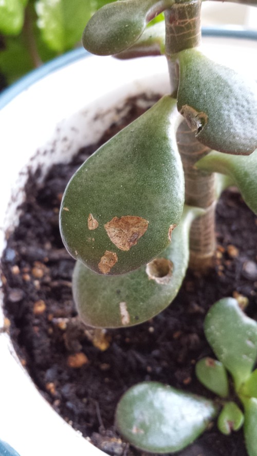 Holes in my Jade Plant leaves