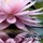 renee_bell8630454