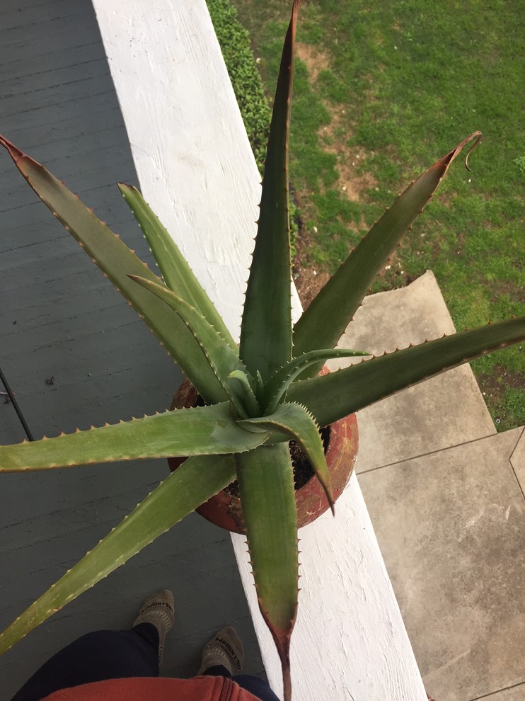 Aloe vera plant turning brown and crispy at the tips