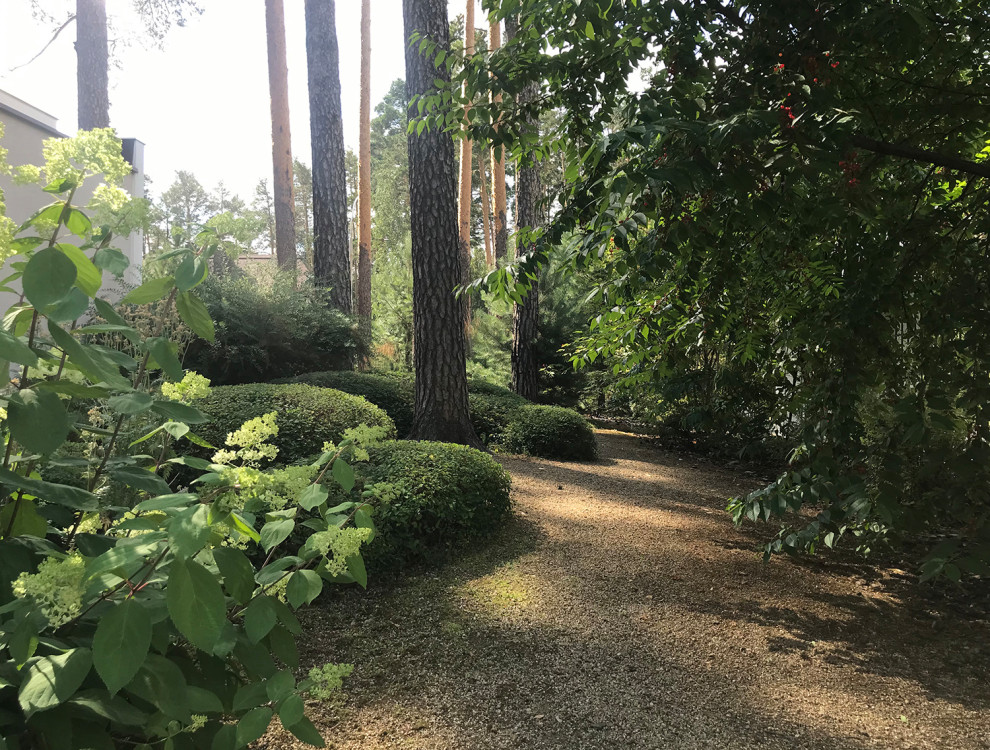 Между большими соснами. Формирующая обрезка.