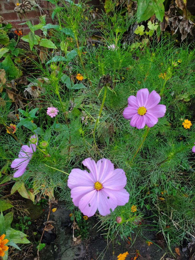 Wispy leaves, pink flower, Zone 7 Virginia