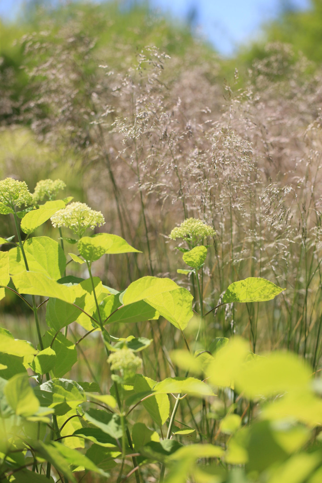 Сад с румянцем