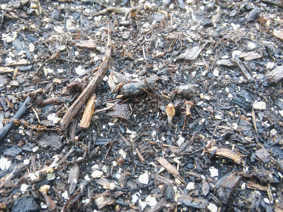 Mushrooms growing in garden? Good or bad?