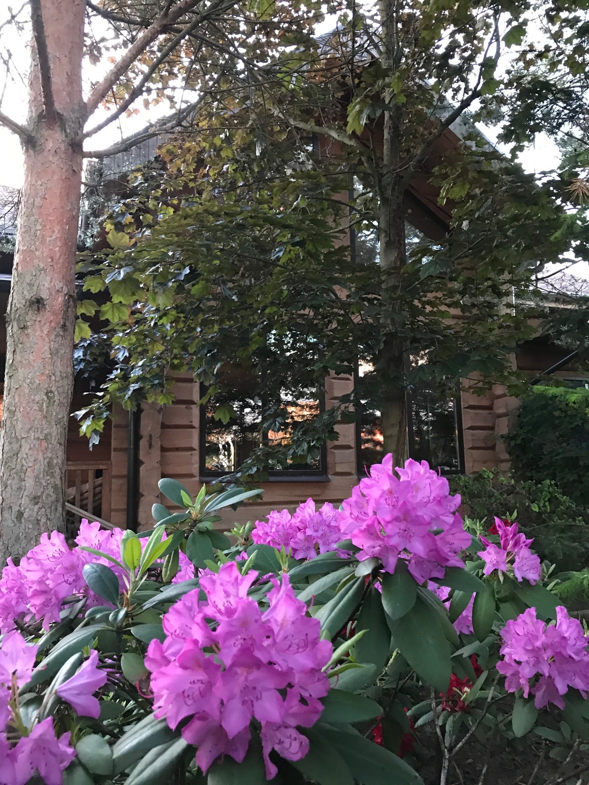 Буйство красочных форм в осеннем саду