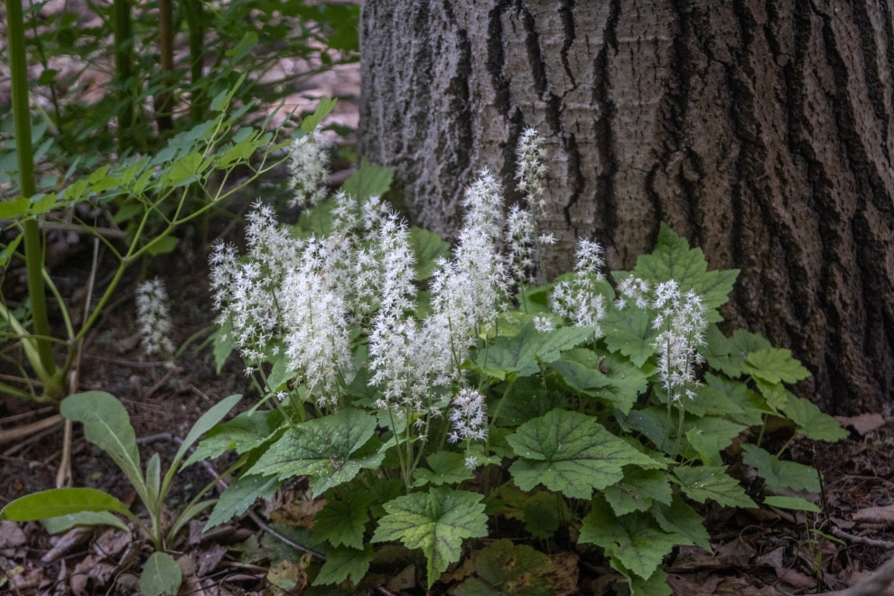 Favorite Plants