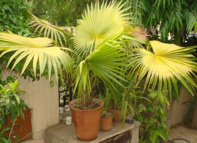 HELP!! Potted palm leaves turning yellow!! | Houzz Forum