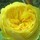 Last commented by Nguyen Van Tuan