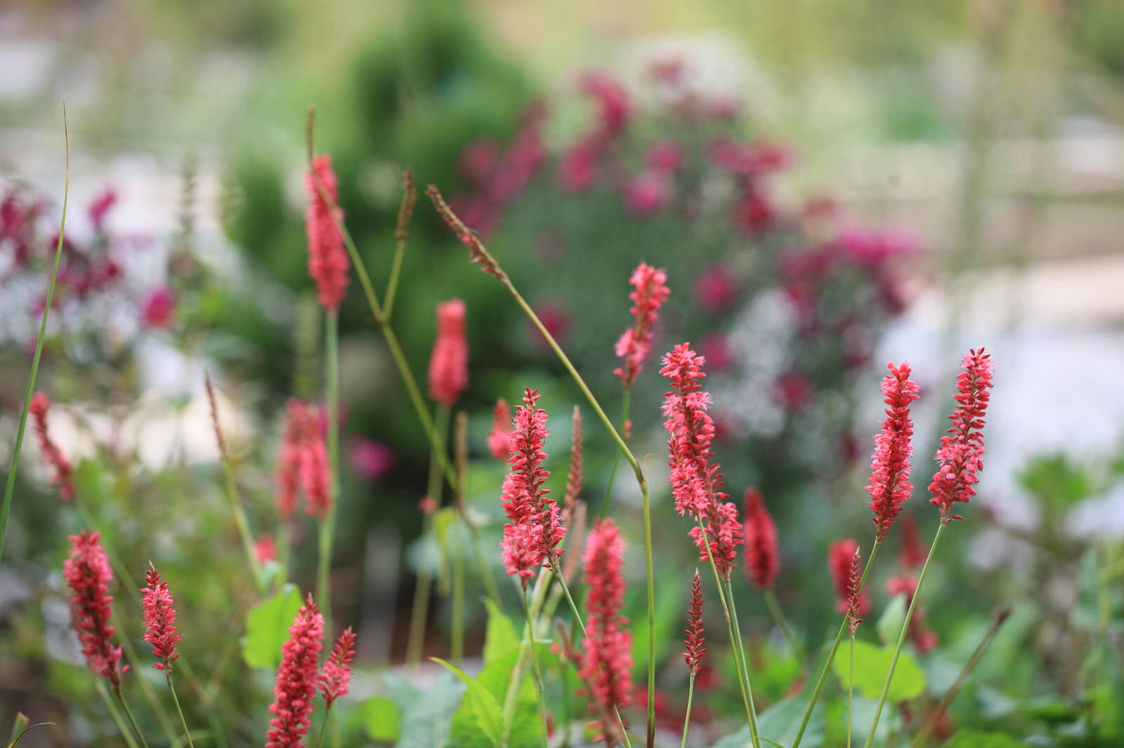 Алексеевка