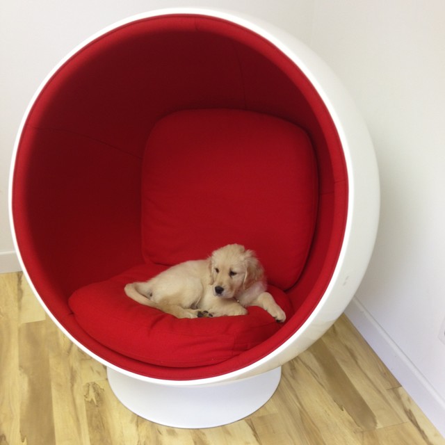 Henry Visits Aeon Contemporary New York by Aeon Furniture Houzz UK