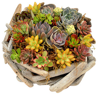 Flora Pacifica Driftwood Succulent Basket - Plants | Houzz