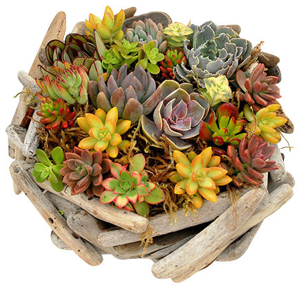 Driftwood Succulent Basket