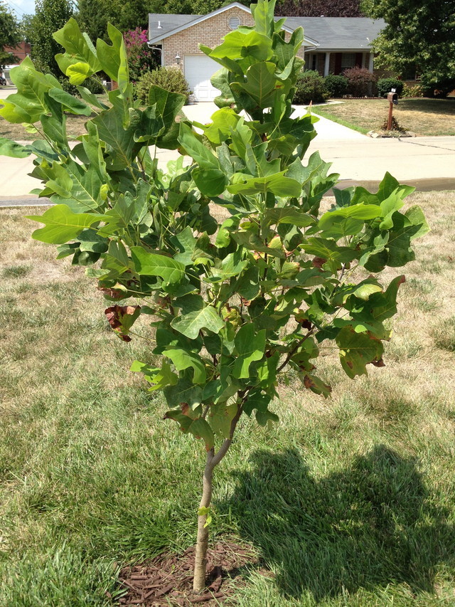 Tulip tree pruning | Houzz Forum