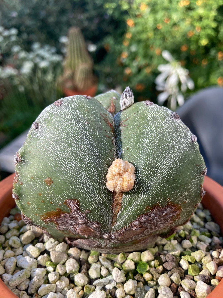 Strange growth on Astrophytum. | Houzz Forum