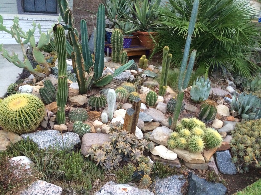 cactus & Succulent Gardens - Southwestern - Landscape - Austin - by ...