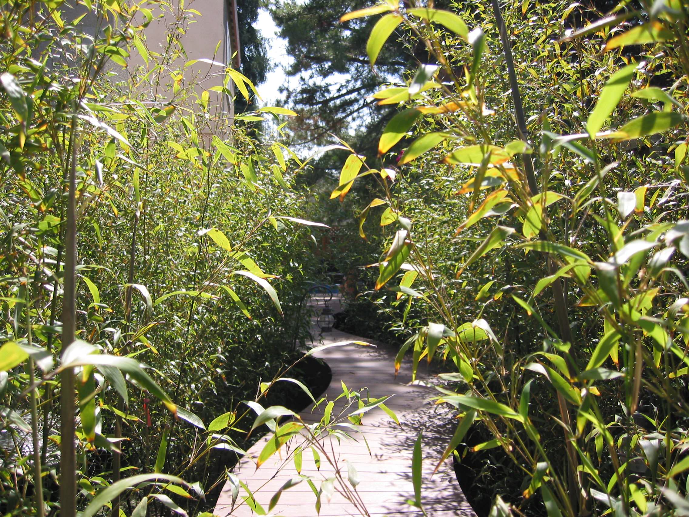 Bamboo Walkway