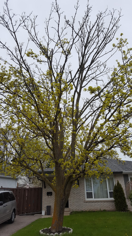 Maple tree crown dying out and small fungus on a branch