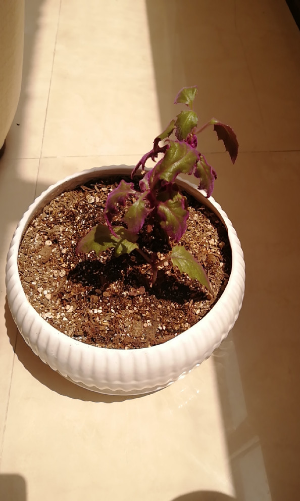 purple passion plant wilting