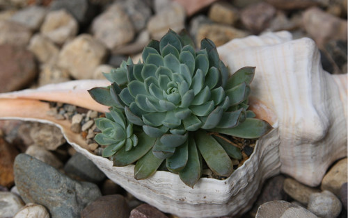 Are Succulents Still Trending