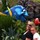 stacey_lynar