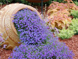 Transitional Landscape by Integrity Residential Services LLC.
