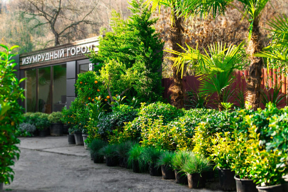 Наш питомник растений на мацесте