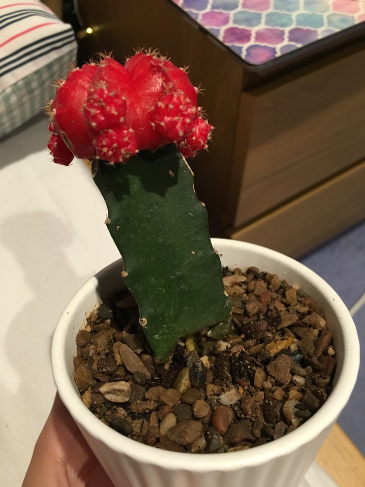 Please help! My ruby ball cactus is rotting at the base | Houzz Forum