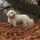 stephanie_dowling55