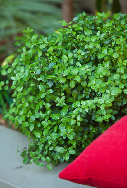 Ruess St contemporary-garden